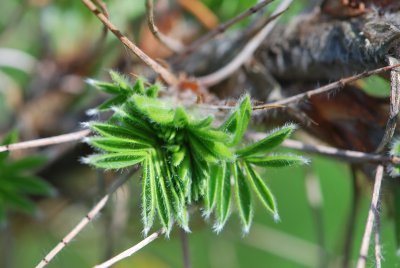 Caragana jubata - čimišník hřivnatý - jarní výhonky